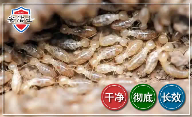 钱塘区白蚁防治