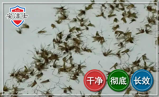 钱塘区苍蝇防治-灭蝇