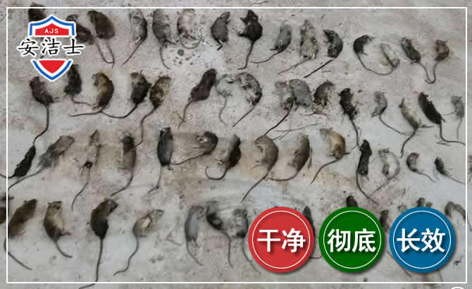 钱塘区鼠害防治-灭鼠