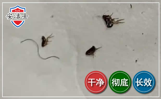 钱塘区跳蚤防治-灭跳蚤